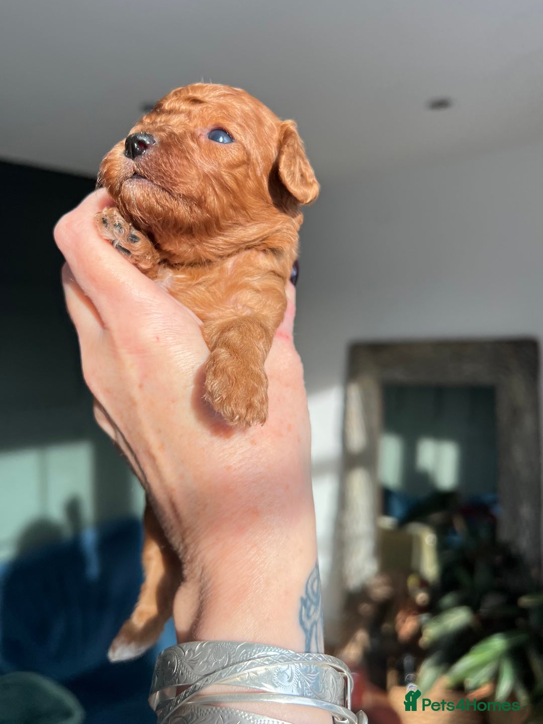 Cavapoochon dogs for sale: 5 ⭐️ LICENSED BREEDER HEALTH TESTED CAVAPOOCHONS - Advert 30