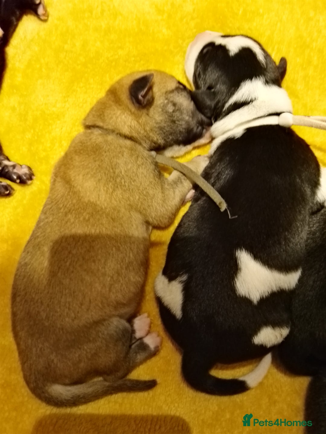 Borador dogs for sale: Beautiful litter of boradors  - Advert 4