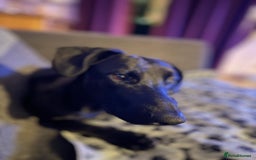Mixed Breed dogs for sale: New Home needed for puppy - Image 1