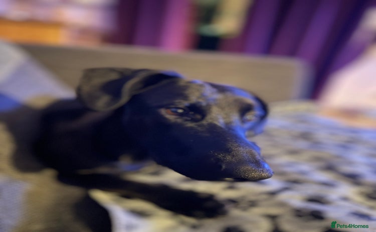 Mixed Breed dogs - Advert 10