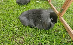 Lionhead rabbits for sale: 4 bunnies 8 weeks old looking for new homes - Image 2