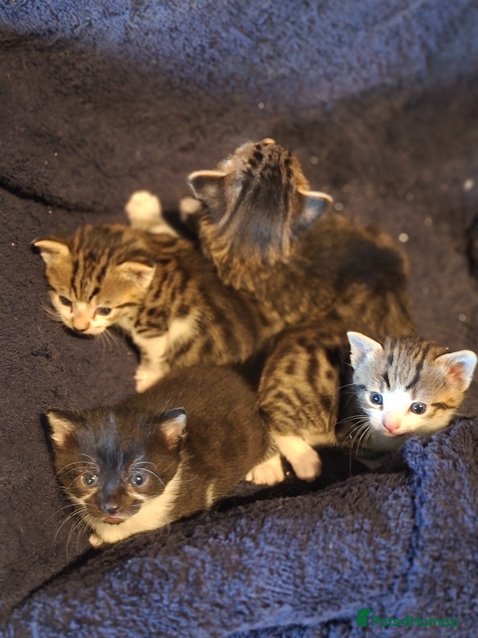 Mixed Breed cats Lovely healthy kittens - Advert 5