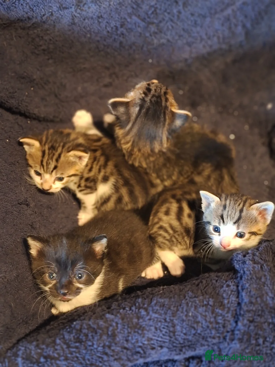 Mixed Breed cats for sale: Lovely healthy kittens in Alston - Advert 1