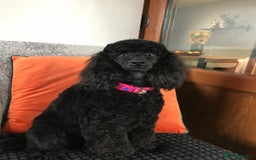 Miniature Poodle dogs for sale: KC reg miniature poodles, 5* licensed  - Image 4