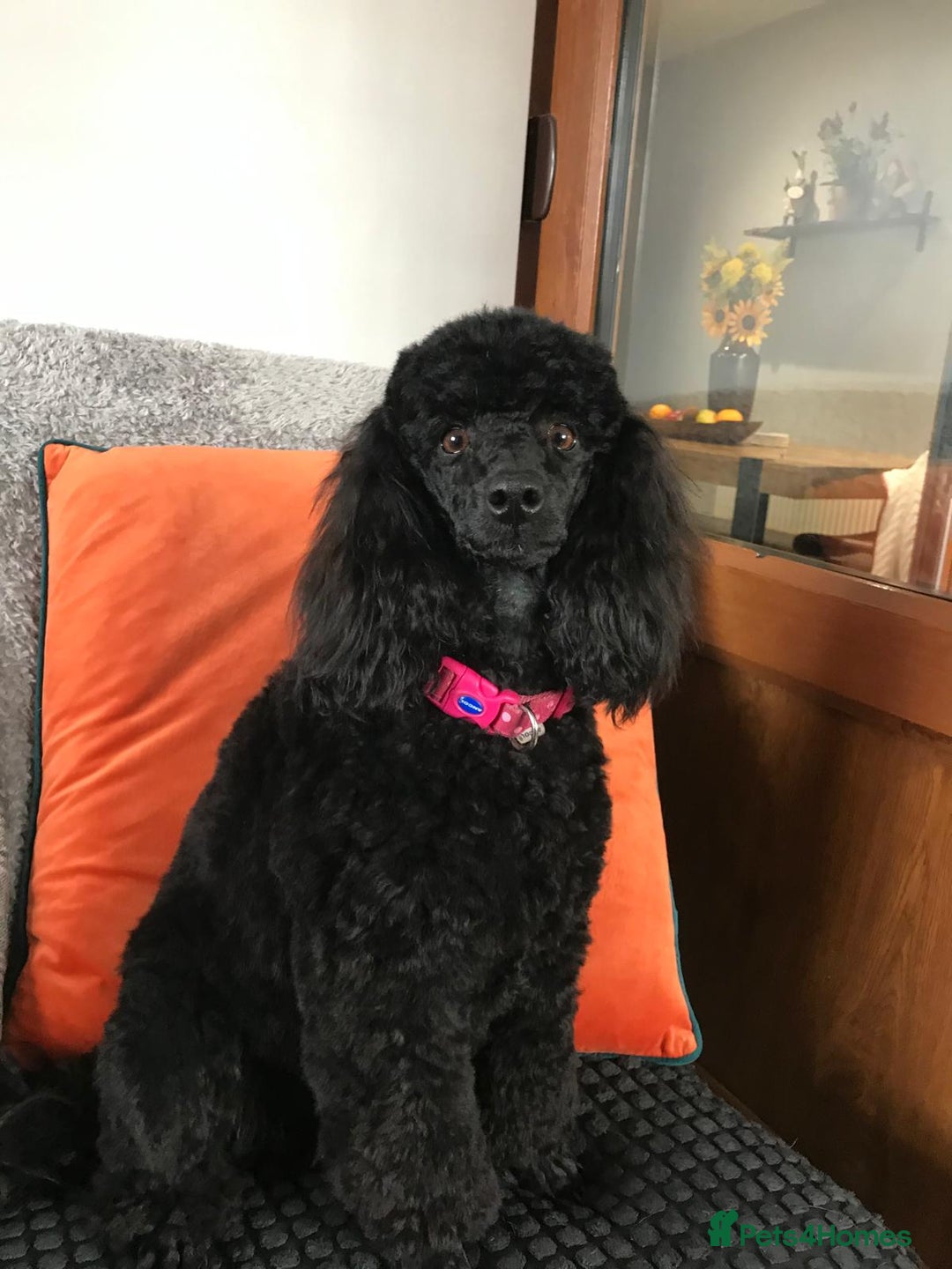 Miniature Poodle dogs for sale: KC reg miniature poodles, 5* licensed  - Image 4