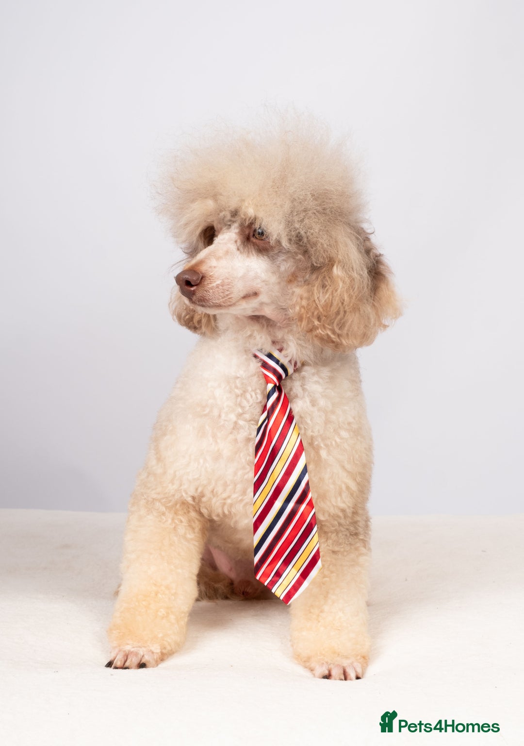 Toy Poodle dogs for stud: EXTENSIVELY HEALTH TESTED POODLE STUD - Image 4