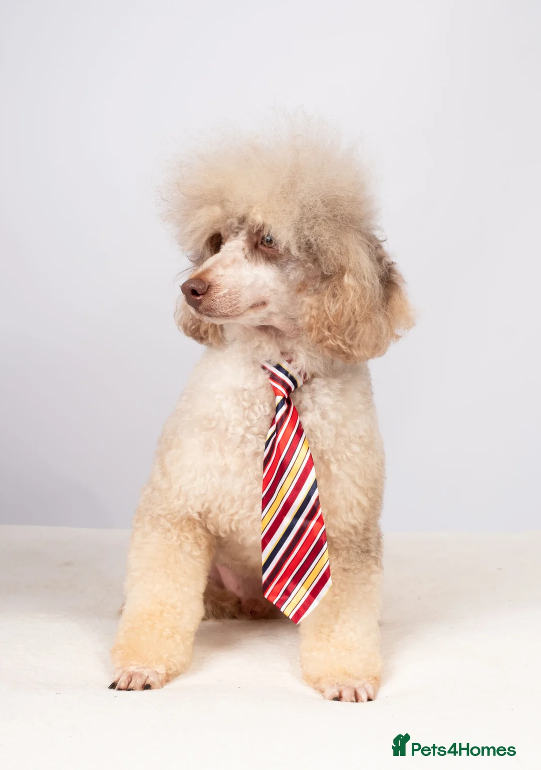 Toy Poodle dogs for stud: EXTENSIVELY HEALTH TESTED POODLE STUD - Advert 5