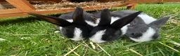 Dutch rabbits for sale: Dutch Rabbits - Advert 3