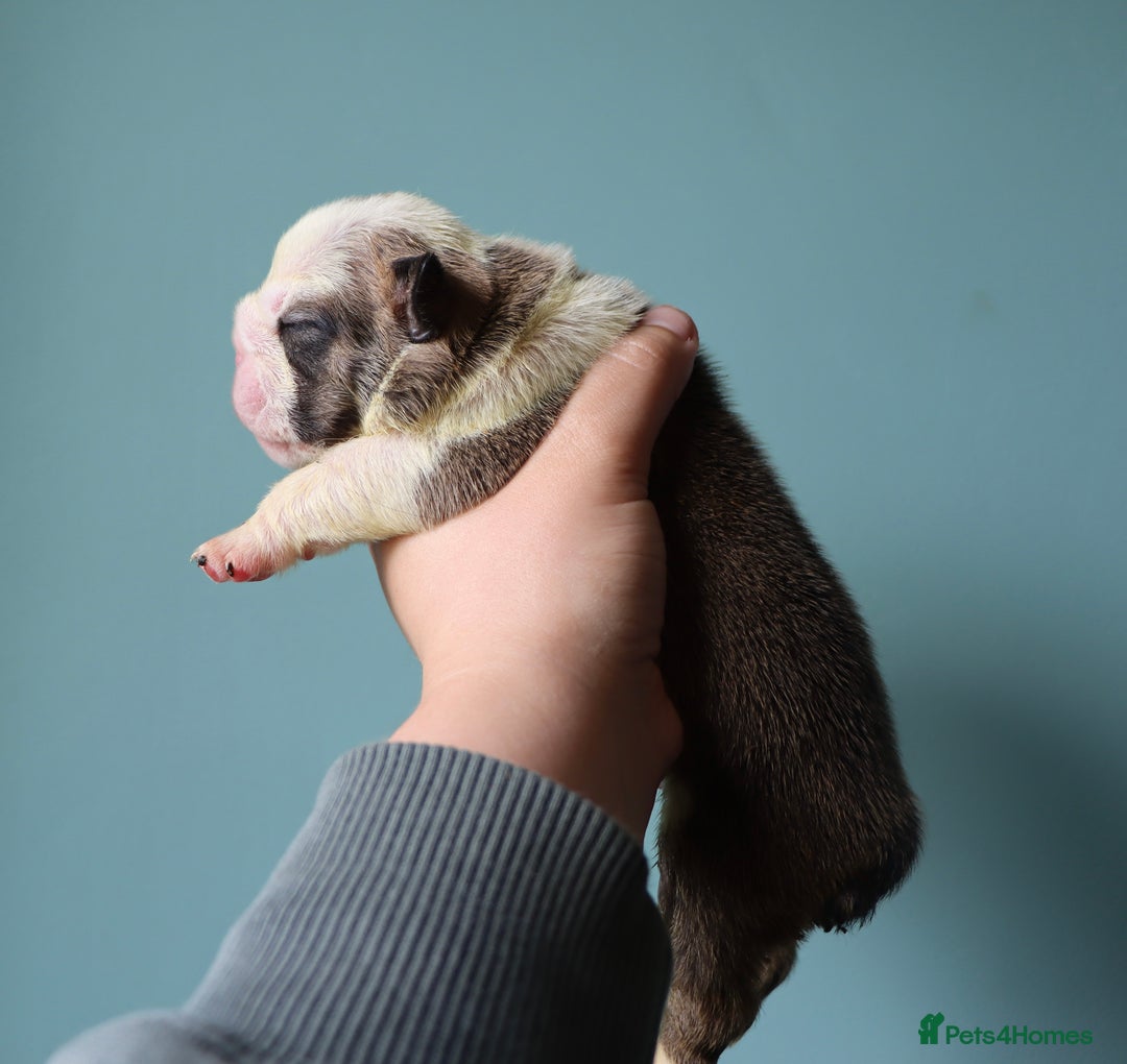 English Bulldog dogs for sale: English bulldog puppies  - Image 9
