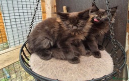 Maine Coon cats for sale: Beautiful Maine Coon babies  - Image 9
