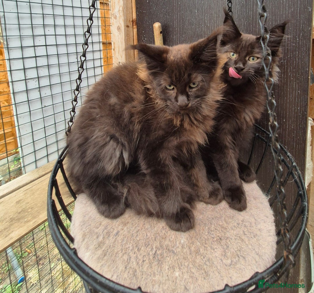 Maine Coon cats for sale: Beautiful Maine Coon babies  - Image 9