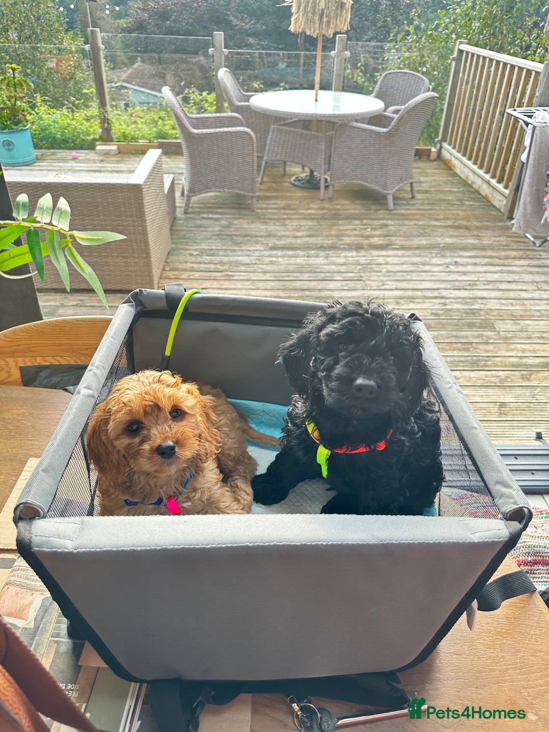 Cavapoo dogs for sale: Black and solid Red Cavapoo therapy pups for sale  - Image 21
