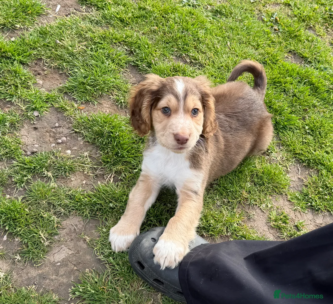 Cocker Spaniel dogs for sale: 1 BOYS LEFT!⭐️ - Advert 1