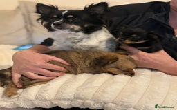 Chihuahua dogs for sale: Gorgeous tiny long coated chihuahua puppies  - Image 2