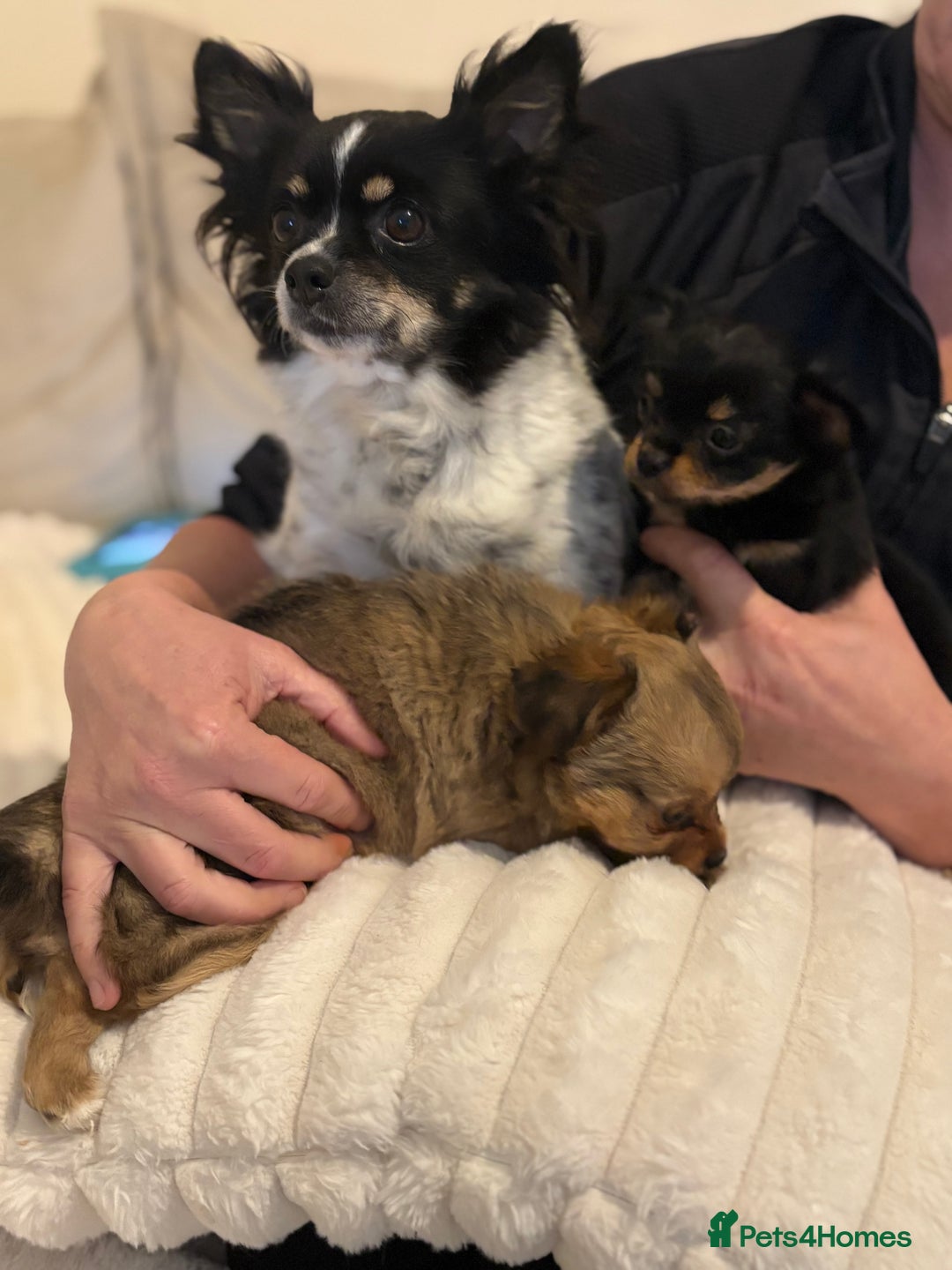 Chihuahua dogs for sale: Gorgeous tiny long coated chihuahua puppies  - Image 2