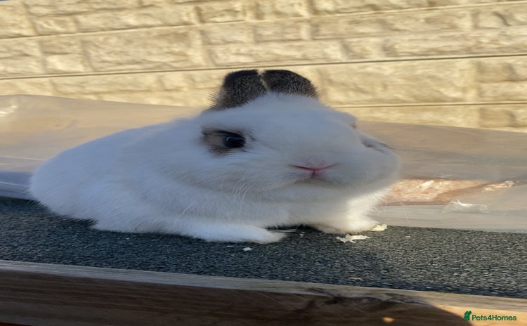 Netherland Dwarf rabbits Rare spot netherland dwarf buck - Advert 8