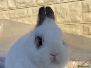 Netherland Dwarf rabbits Rare spot netherland dwarf buck - Advert 16