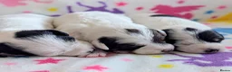 Jackapoo dogs for sale: Stunning Jackapoo girls  - Advert 13