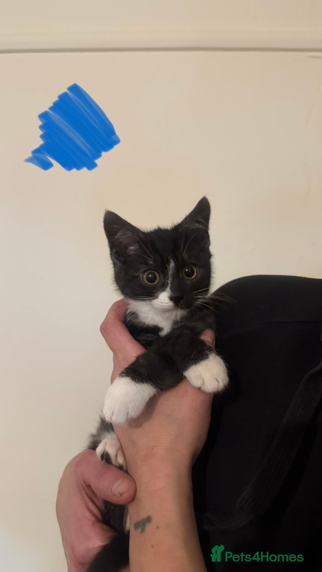 Domestic Shorthair cats for sale: Lovely kitten ready for forever home  - Advert 4