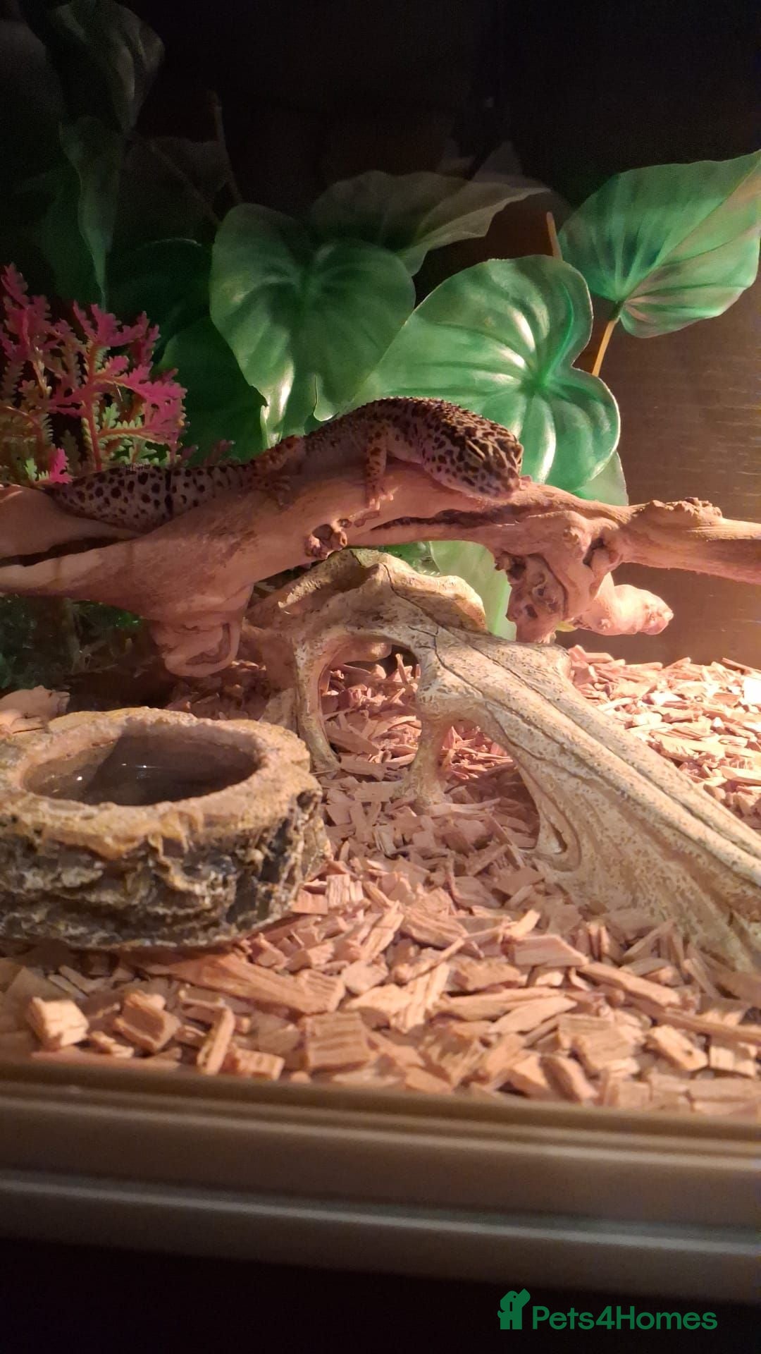Leopard Gecko reptiles 3 year old leopard gecko - Advert 3