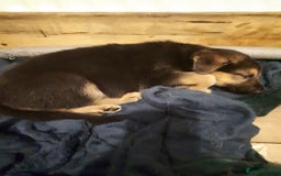 German Shepherd dogs for sale: German shepherd pupies - Image 2
