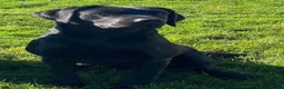 Labrador Retriever dogs for sale: Small Working Black Labrador Puppy - Health Tested - Advert 3
