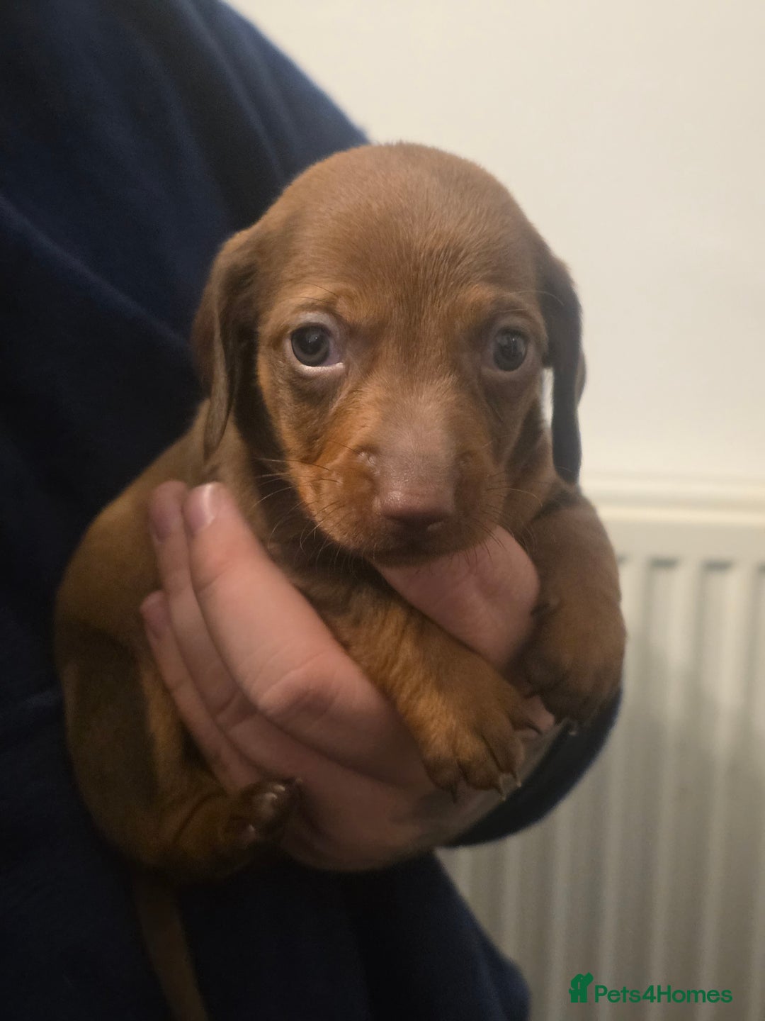 Dachshund dogs for sale: Dachshund  - Advert 22