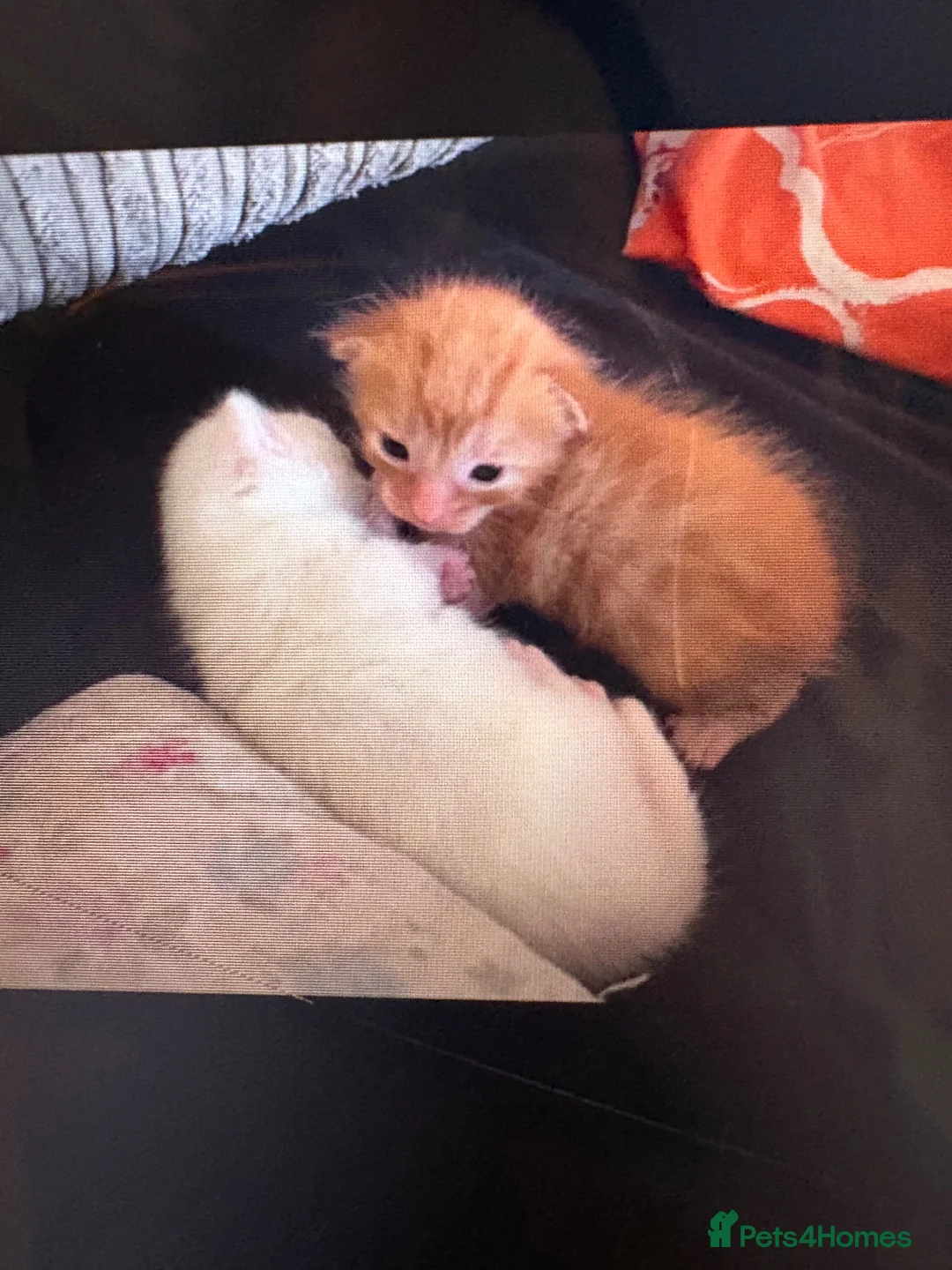 Mixed Breed cats for sale: Brother and sister - Advert 11