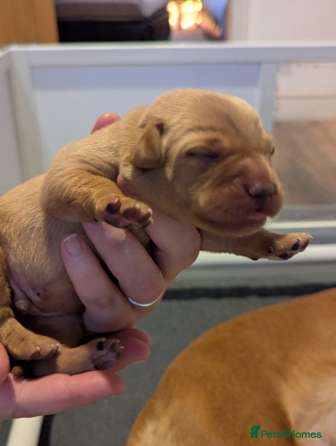 Labrador Retriever dogs for sale: Fox Red Working Labrador Retriever Puppies - Advert 15