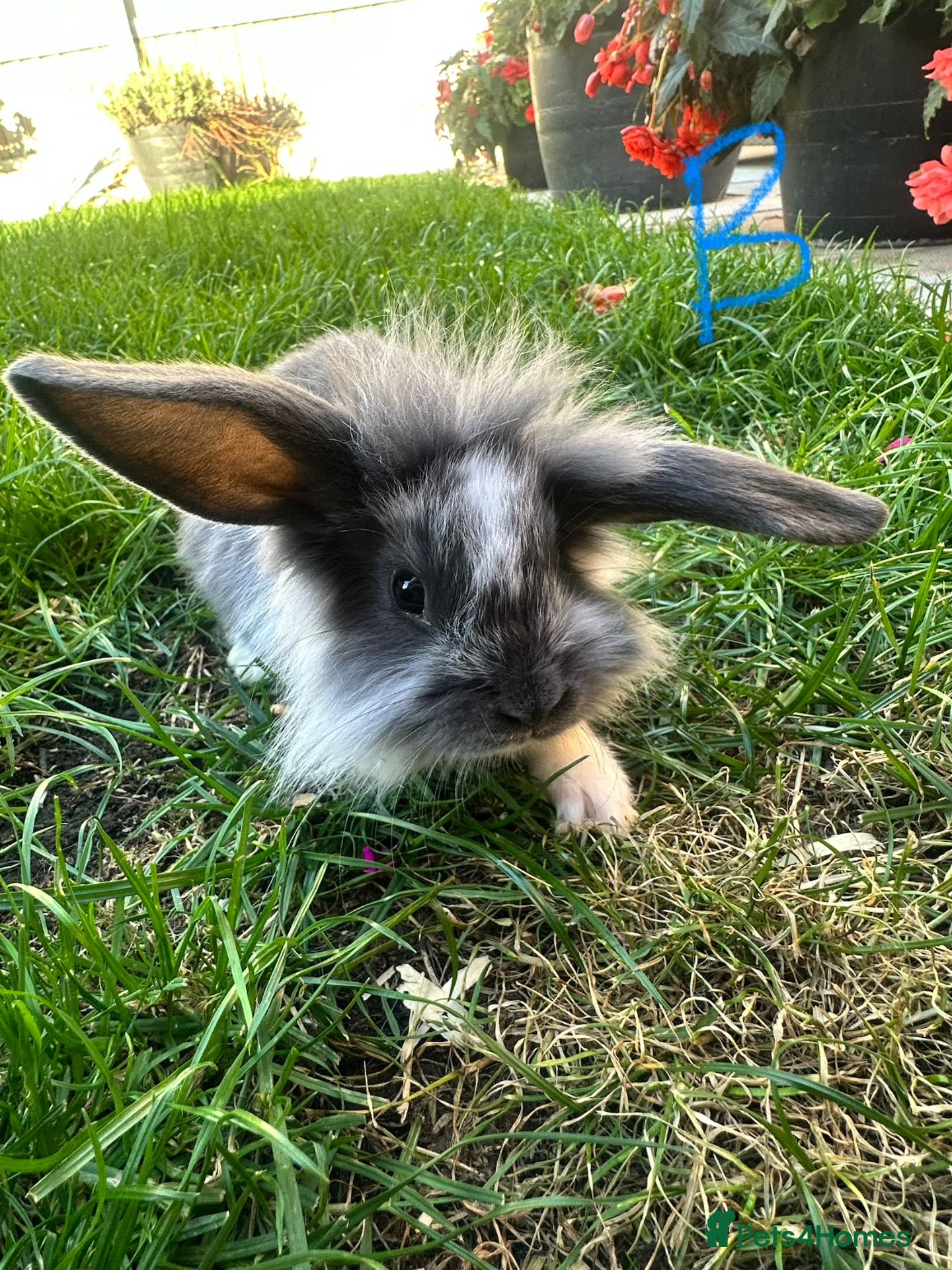Lionhead rabbits Lionhead rabbits for sale  - Advert 2