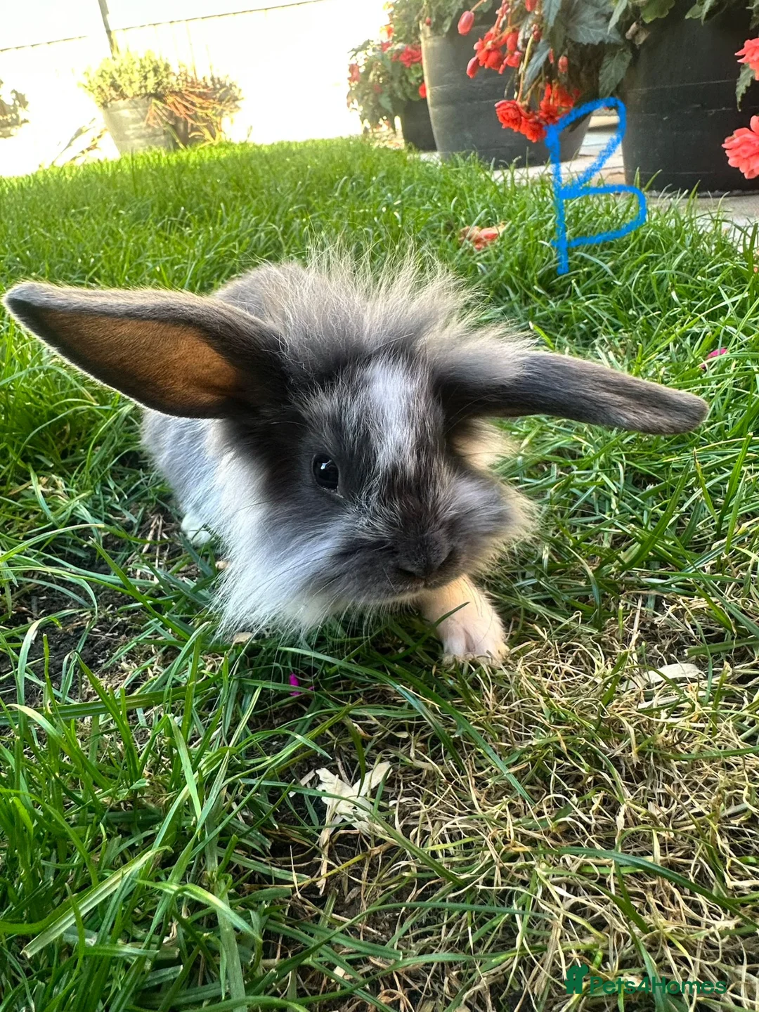 Lionhead rabbits for sale: Lionhead rabbits for sale  - Advert 2