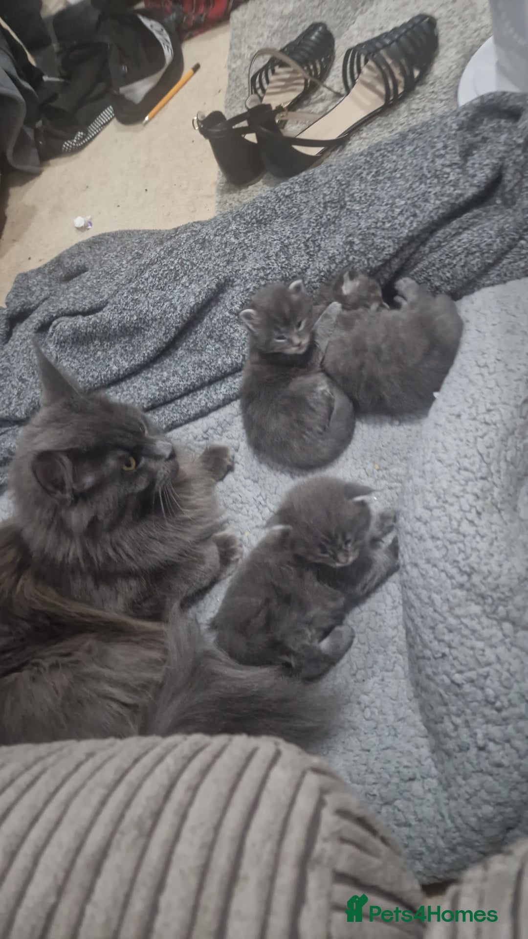 Maine Coon cats for sale: 🐾 Three Majestic Pedigree Maine Coon Kittens! 🏡 - Advert 3