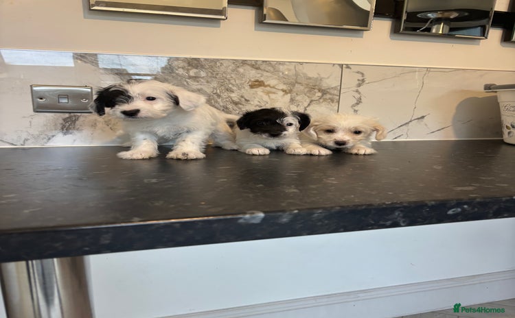 Jackapoo dogs - Advert 1