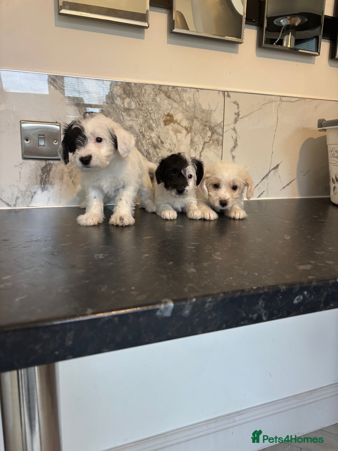 Jackapoo dogs for sale: Jackapoo puppies toy poodle - Image 1