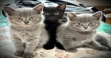British Shorthair cats - Advert 3