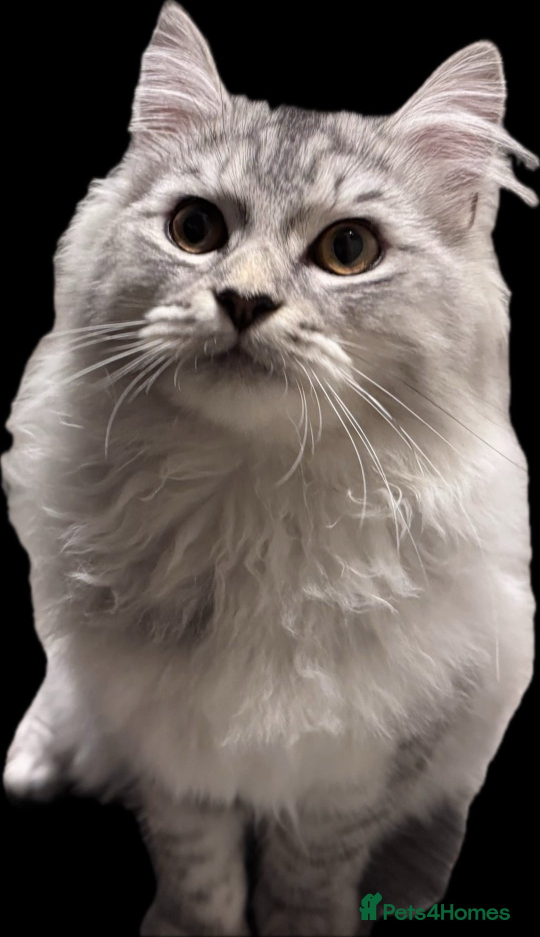 Scottish Fold cats for sale: Beautiful boy needs a new home - Image 2