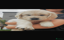 Golden Retriever dogs for stud: Proven Gorgeous Stud Dog - Image 18