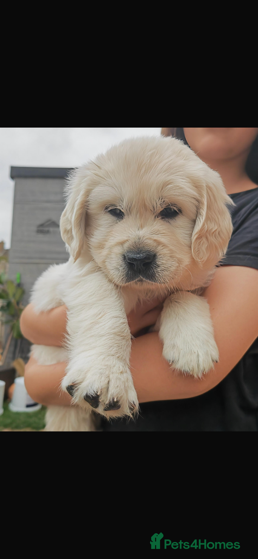 Golden Retriever dogs for stud: Proven Gorgeous Stud Dog - Image 18