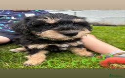 Mixed Breed dogs for sale: Schnoodle Puppies - Image 19
