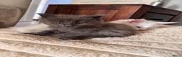 Maine Coon cats for sale: Council licensed TICA Maine Coon kittens - Advert 16