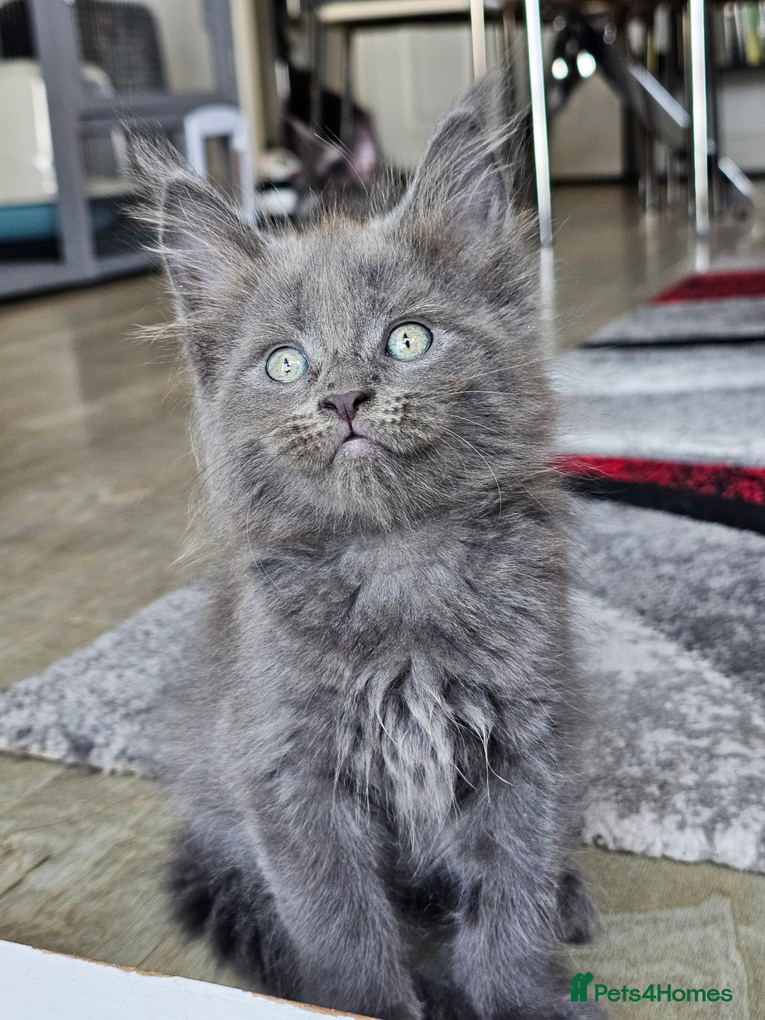 Maine Coon cats for sale: 🔥*Stunning Litter of 8💎Solid Blue Maine Coon*🔥  - Image 19