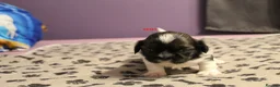 Shih Tzu dogs for sale: LOVELY SHIH TZU PUPPIES  - Advert 24