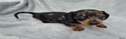 Miniature Dachshund dogs for sale: Stunning KC Reg, PRA Clear dachshund pupies - Advert 5
