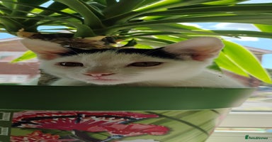 Mixed Breed cats - Advert 10