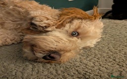 Cockapoo dogs for sale: Female cockapoo - Image 4