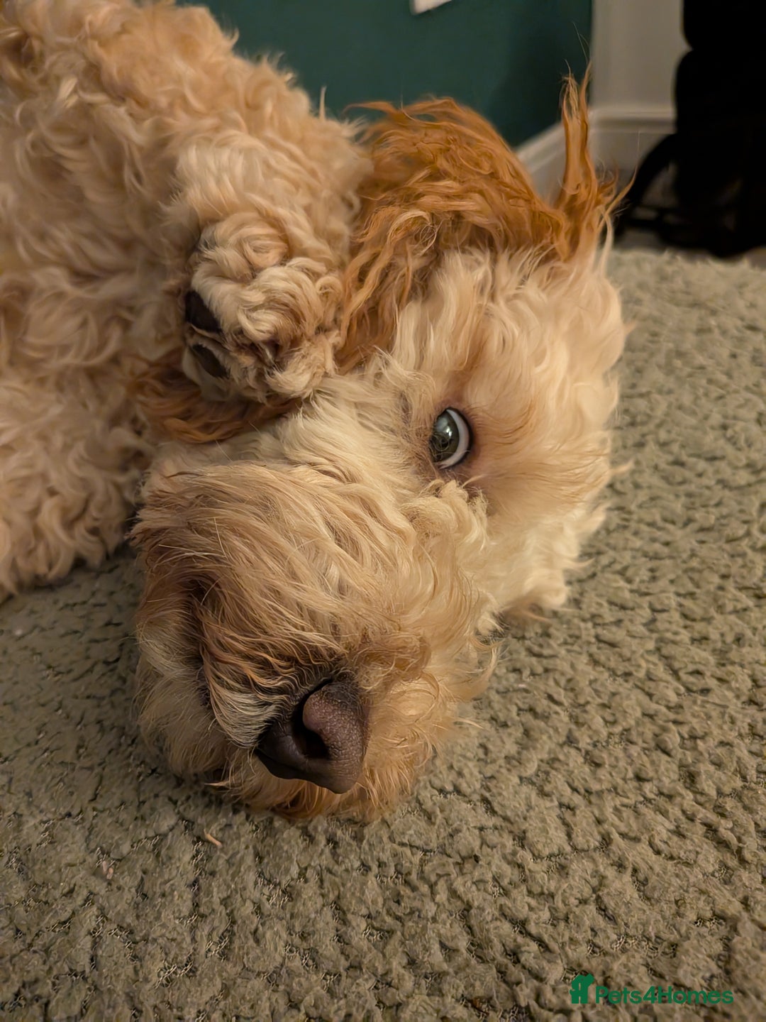 Cockapoo dogs for sale: Female cockapoo - Image 4
