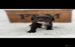 Cavapoo dogs for sale: Mini F1 Cavapoos Exstensively Health Testec  - Image 3