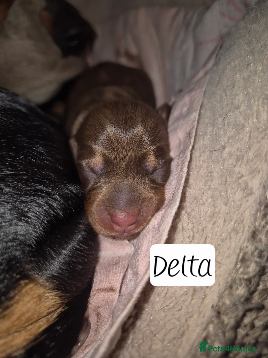 Miniature Dachshund dogs for sale: Beautiful dachshund pups - Advert 8