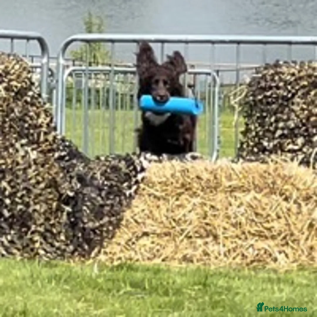 Cocker Spaniel dogs for stud: Health tested kc working cocker spaniel STUD in Walsall - Advert 10