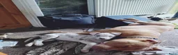 Cane Corso dogs for sale: READY NOW! 4 Female Cane Corso puppies for sale  - Advert 29
